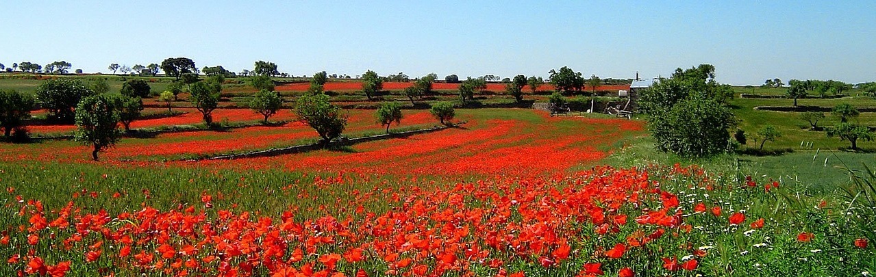 aguonos