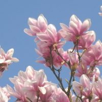 magnolijos