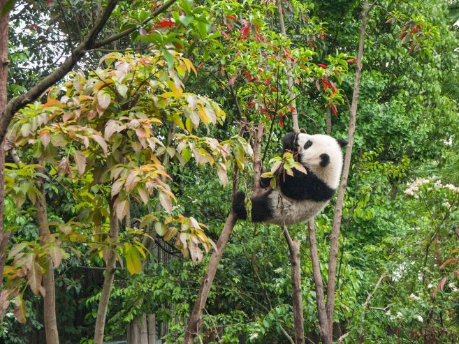 panda medyje
